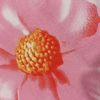 ocha_01.com