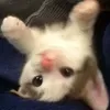 kit.kat0910