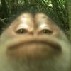 bobal_chiki