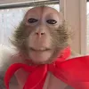 1monke_1