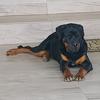 thetha.rottweiler