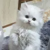 fatima.alshhmine3
