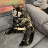 sillykittycats3