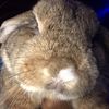 i.like.bunnys8