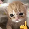 cgi.oioi