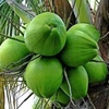 kelapa.comm