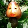 plekenut.nut
