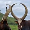 visit_bigogwe