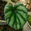 rizal_plants