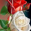 asimkhan5555552