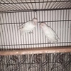 ma_birds_aviary