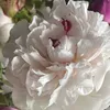 pmtl18