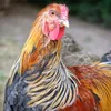 poules.de.compagnie