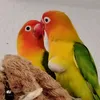 funny38454