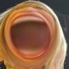 caprimeli8