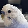 RocoTheBudgie