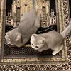 converttoislam