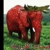strawberry_elephant4