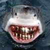 sharksharktank
