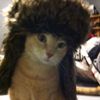thesilly_cat