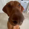 stoneface