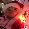 issam_frost