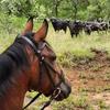 wild_ride_horse_safaris