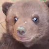 hubertthebear15