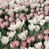 its_nesrine13