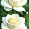 user4271104122012