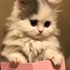 nour_raeid