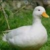 unpato657