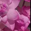 iqja52