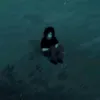 tangerinecarpiiik