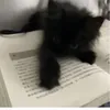 agent.fvcat