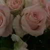 parohkatvix