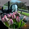 shahed.......2