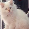 our.casper.the.pu