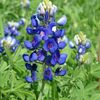 blue_bonnet_queen