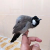 العندليب أبيض الخدين❤️🐦‍⬛