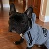 bot_the_frenchie