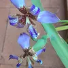 elza_flores7