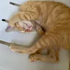 btterccnut