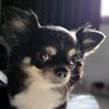 donkiblackdog