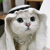 loaffazz