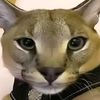 sigma_cat51