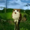 yaoperatorforsakena