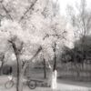 anyav_12n