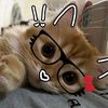 zey._228