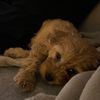 luukfriet_0546